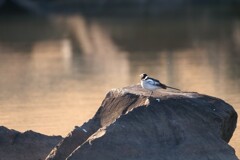  黄昏る背黒鶺鴒