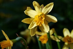 元気を授けてくれる花たち