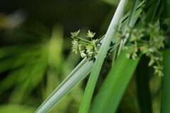 光と緑が織り成す世界