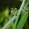 光と緑が織り成す世界