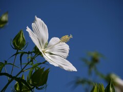 あの夏に想う