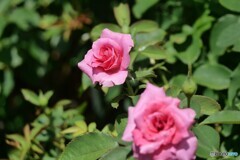夏のバラ
