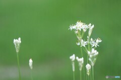 清らかな朝に