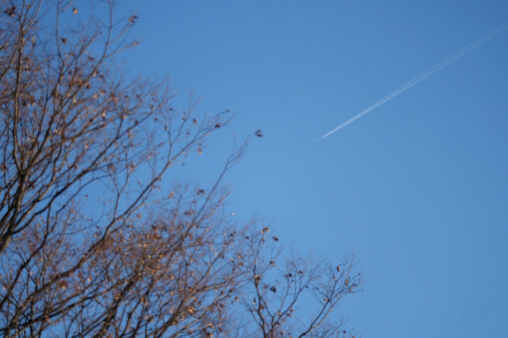冬の空に飛行機雲