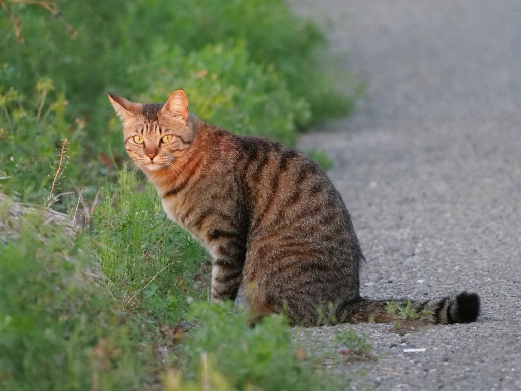 道端の猫