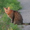 道端の猫