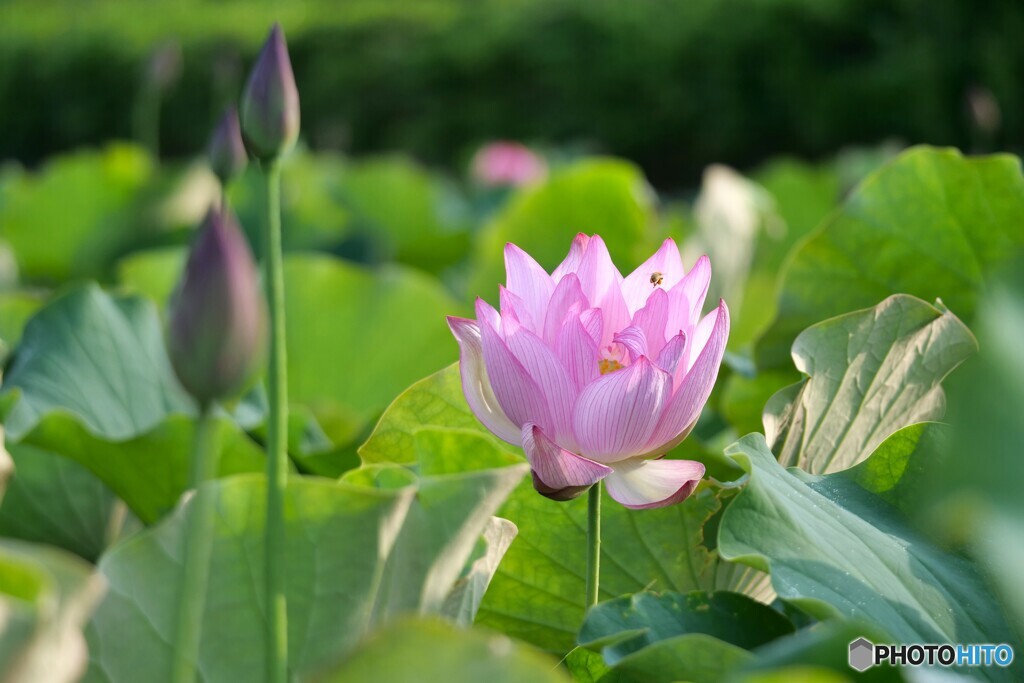 蓮の花が咲きました