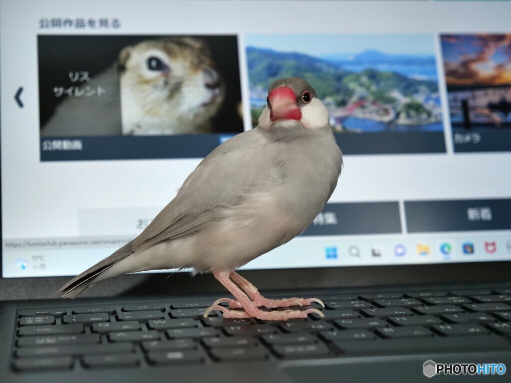 文鳥の日