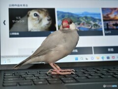 文鳥の日