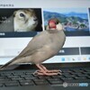 文鳥の日