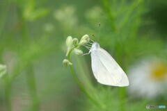 草花に宿る蝶　