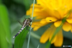 2025年の振り返り 1/12