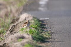 ひばりちゃん