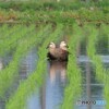 双頭の鴨