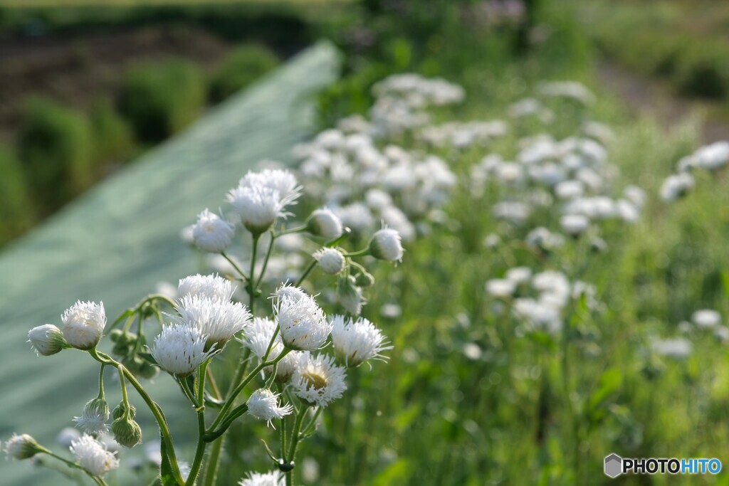 立夏の春紫菀