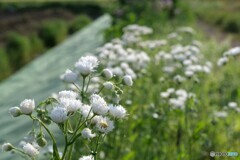 立夏の春紫菀