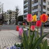 街中のチューリップ