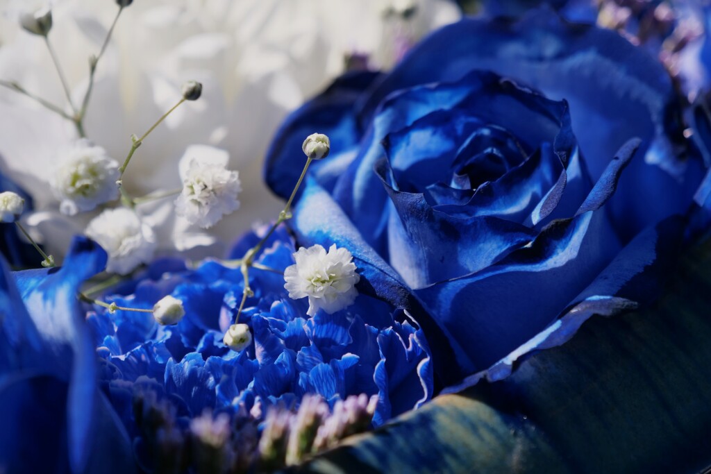 White ＆ Blue