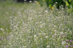 ぺんぺん草