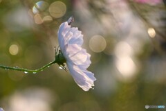 小さな恋のメロディ 2/2
