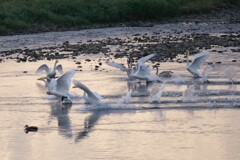 走る白鳥さん (徒競走）