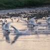 走る白鳥さん (徒競走）