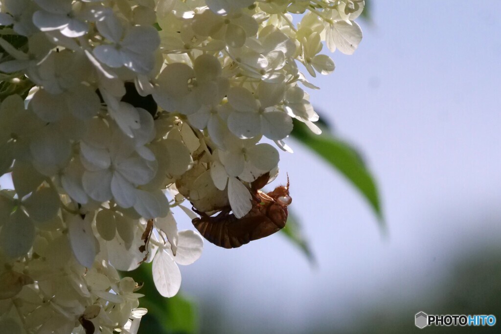 私はここまで　短い夏をあなたに託します