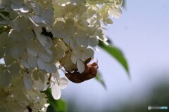 私はここまで　短い夏をあなたに託します