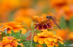 お花にとんぼ