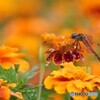 お花にとんぼ