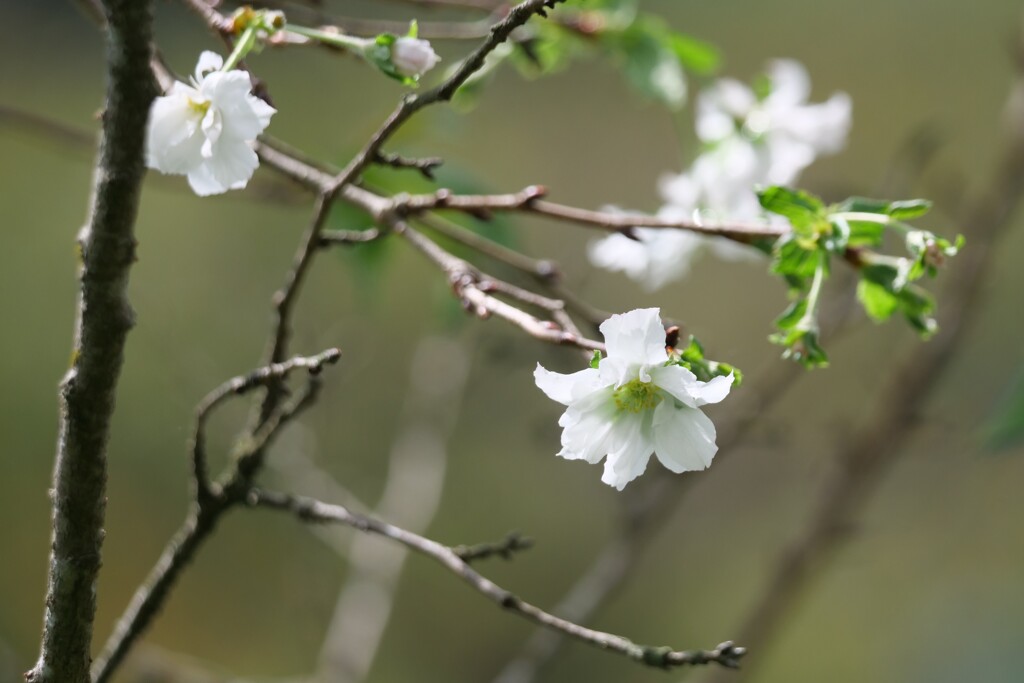 桜咲く 2/3