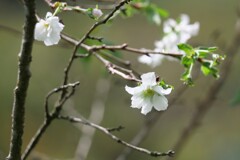 桜咲く 2/3