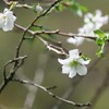 桜咲く 2/3