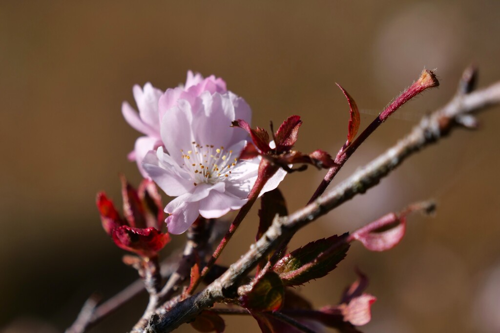 桜花