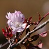 桜花