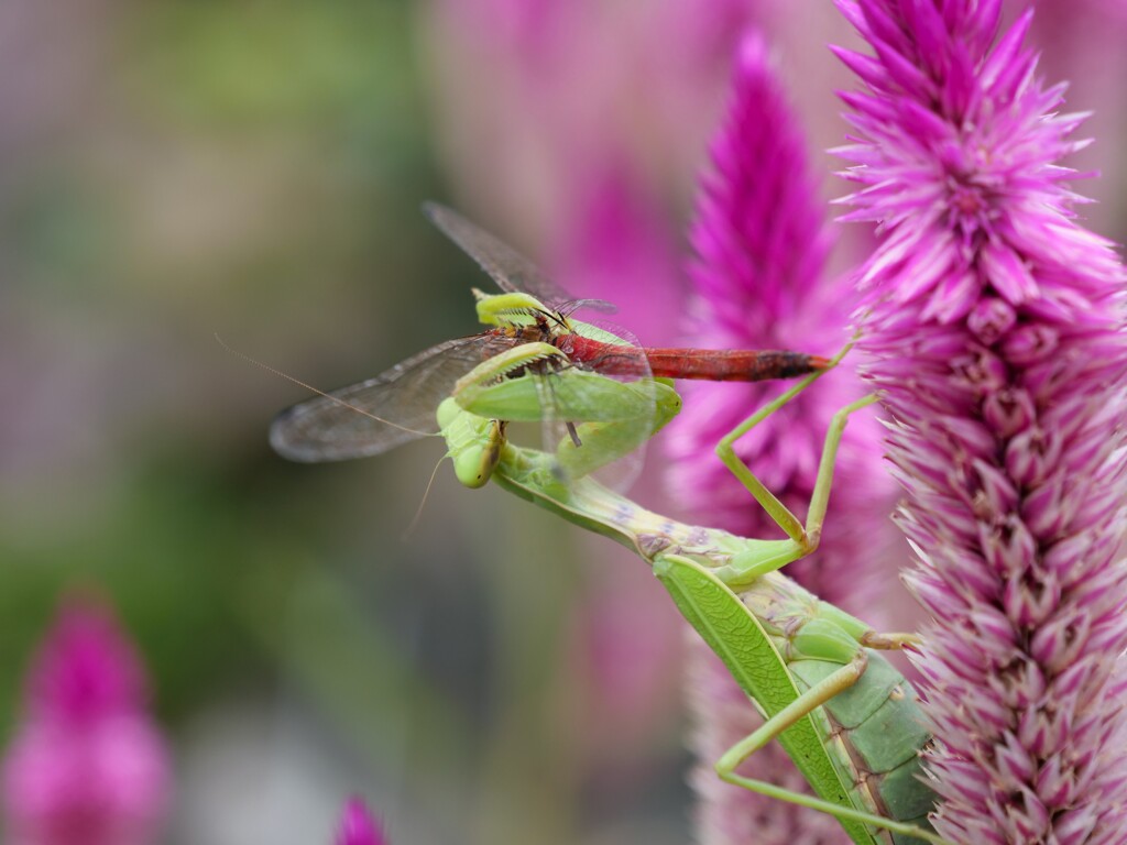 【閲覧注意】食物連鎖