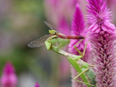 【閲覧注意】食物連鎖
