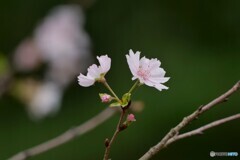 10月の桜
