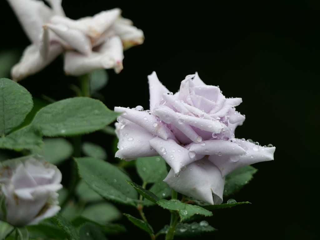 雨の日の2番花