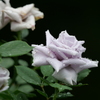 雨の日の2番花