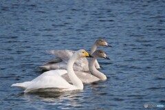 おかあさんといっしょ