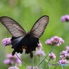花壇の蝶