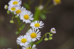 道端の花