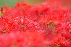 紅