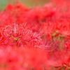 紅