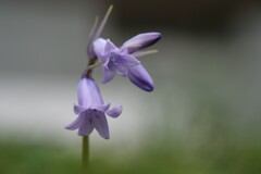 小さな花です