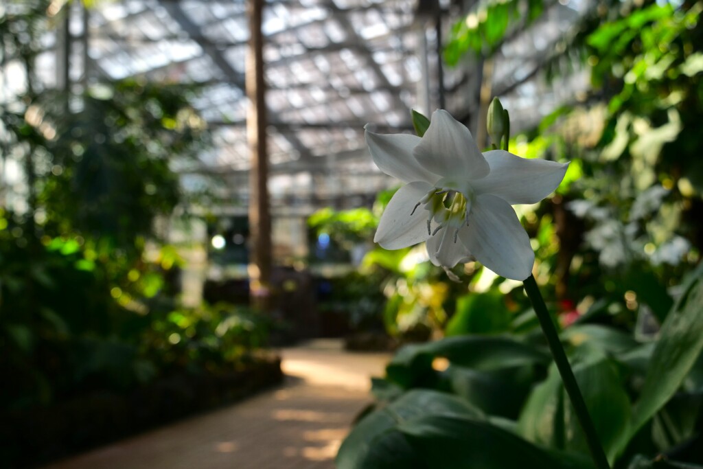 そっと咲く花