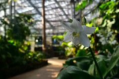 そっと咲く花