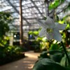そっと咲く花