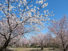 桜のある公園